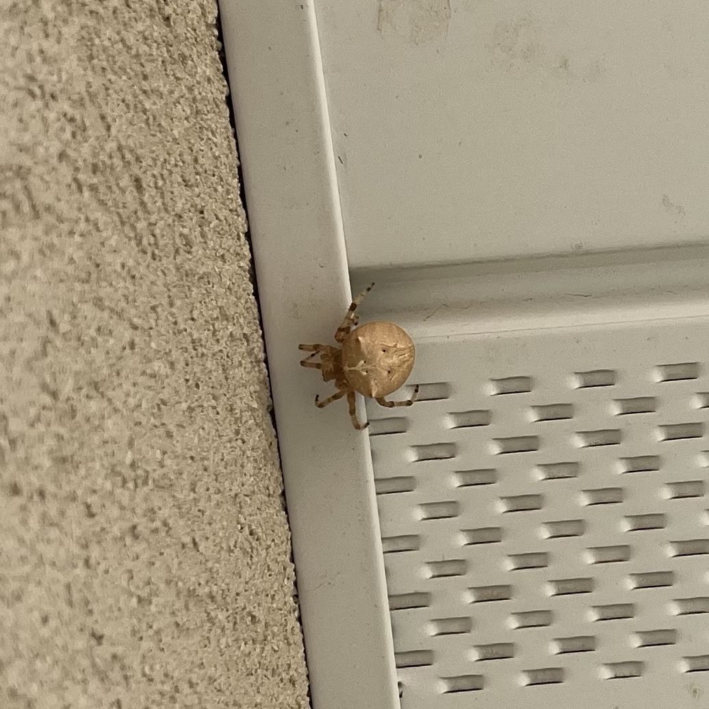 A tan cat-faced orb weaver spider on a home's soffit near the stucco